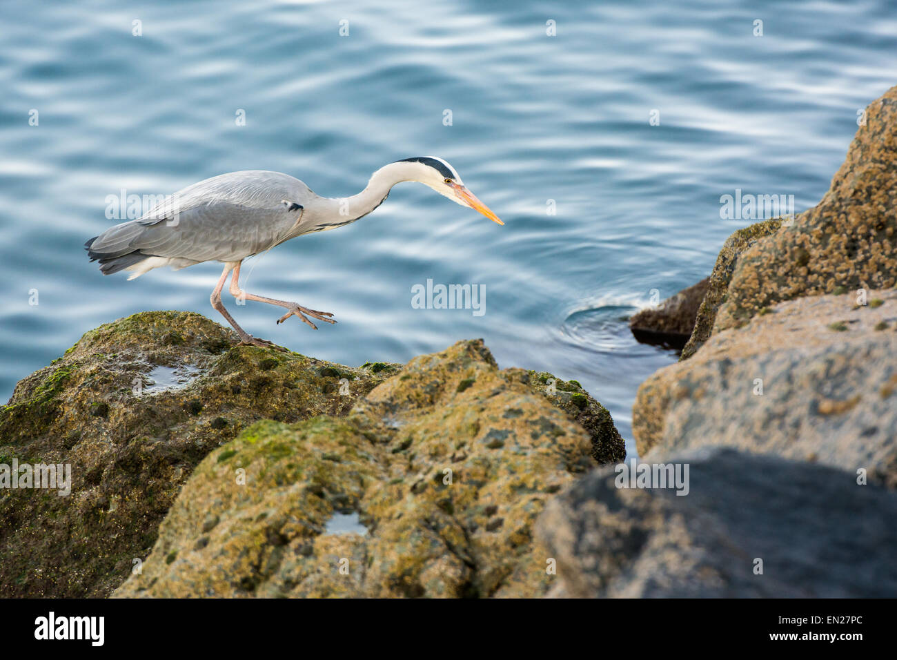 Graureiher (Ardea Cinerea) heimlich bereit, stürzen und balancierte auf einem Bein auf Felsen Meer im Abendlicht Stockfoto