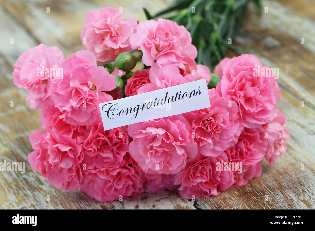 Glückwunsch-Karte mit rosa Nelken Stockfoto