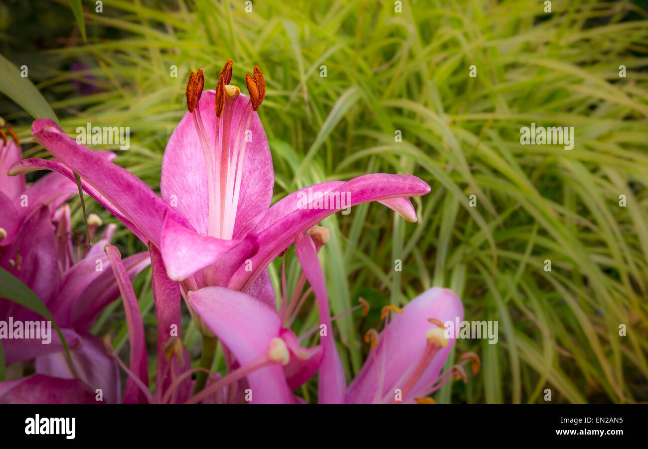 Nahaufnahme einer Lilie Blume im Sommergarten Stockfoto