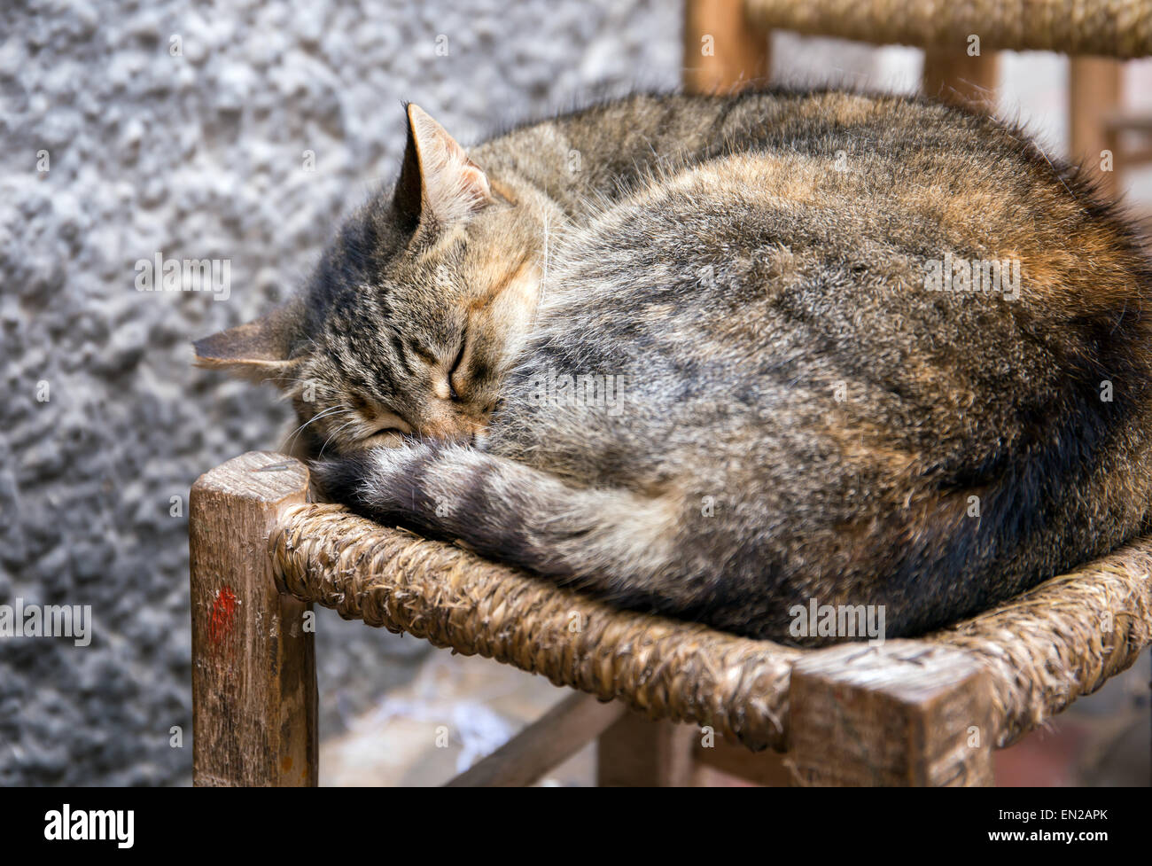 Süße inländischen Kätzchen schlafen auf einem Stuhl in Essaouira, Marokko Stockfoto
