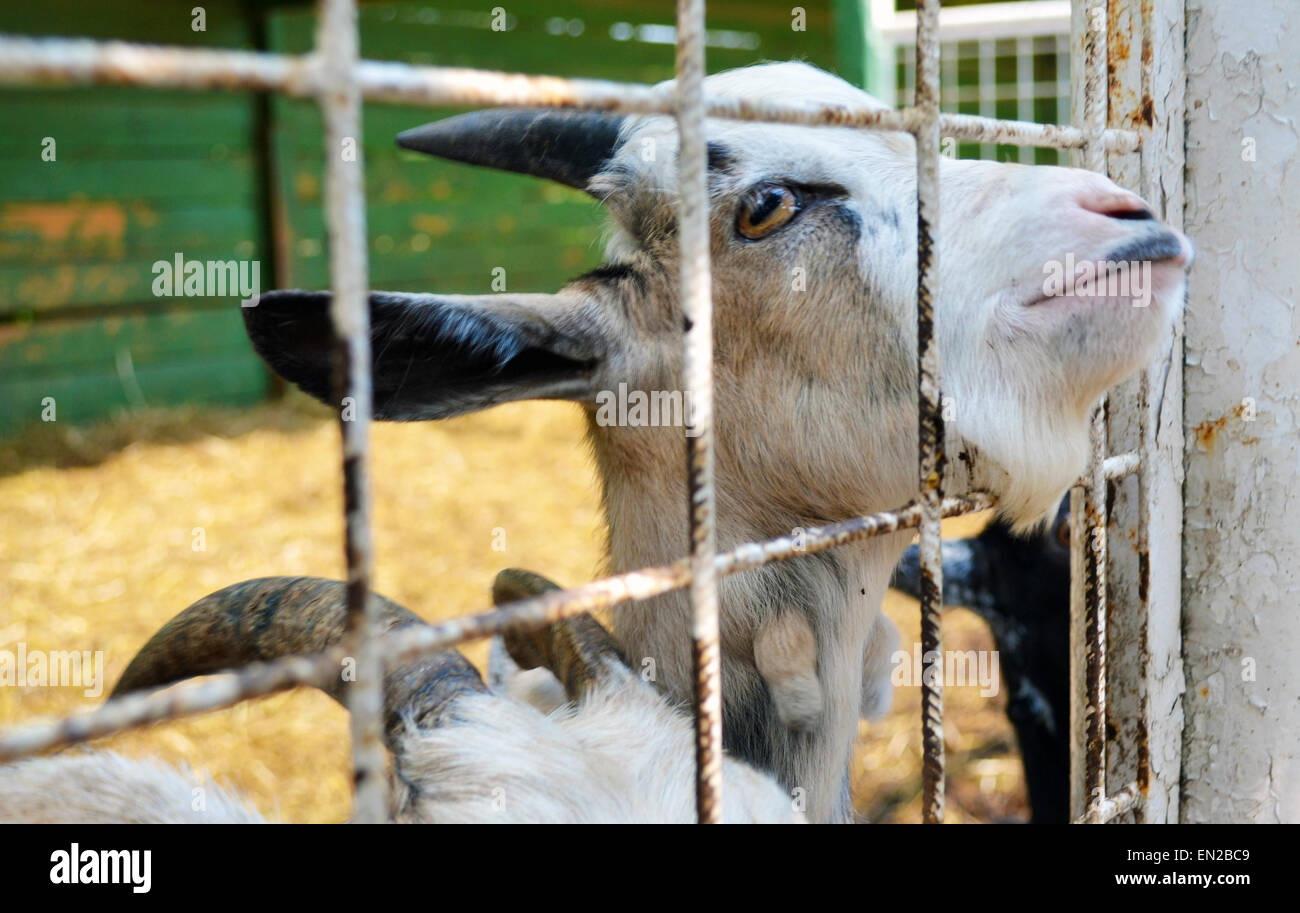 Ziege mit traurigen Gesicht Blick durch Zoo-Zaun Stockfoto