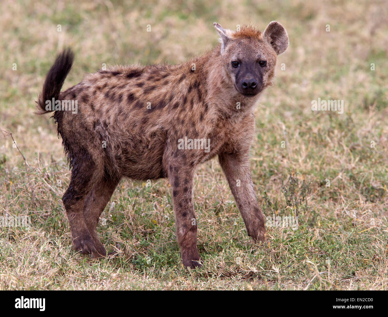 Hyäne stehend entdeckt Stockfoto