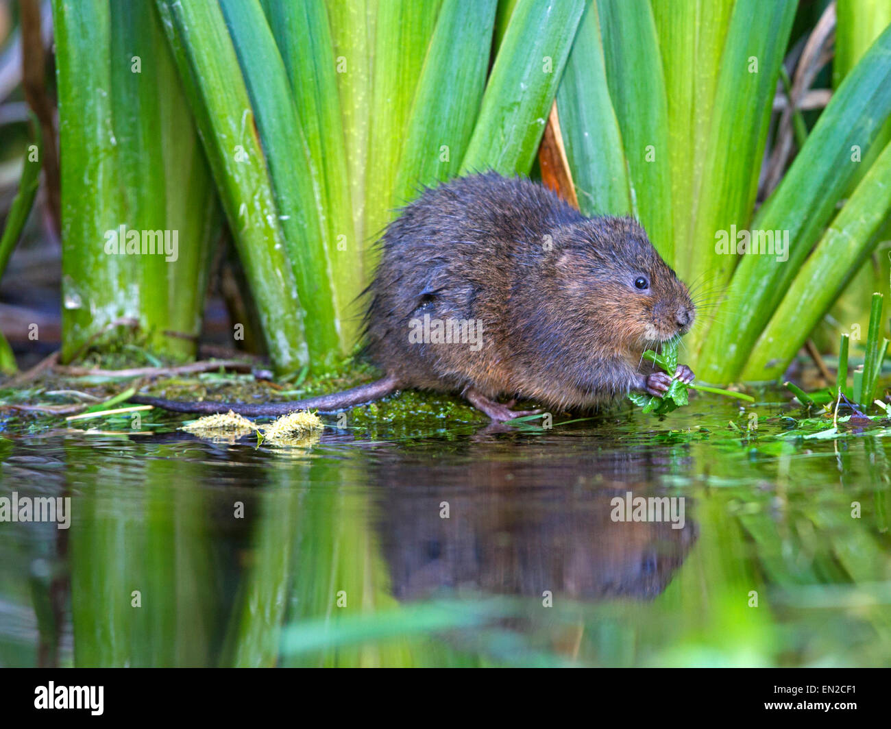 Nördlichen Schermaus Fütterung am Ufer des Flusses von Flag Iris Stockfoto