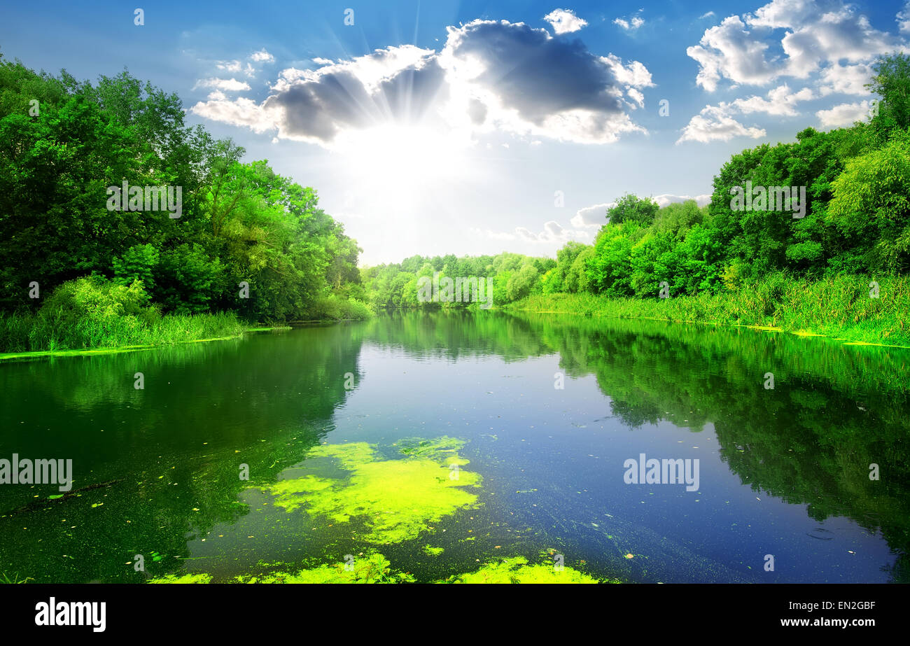 Silent River durch den grünen Wald im Sommer Stockfoto