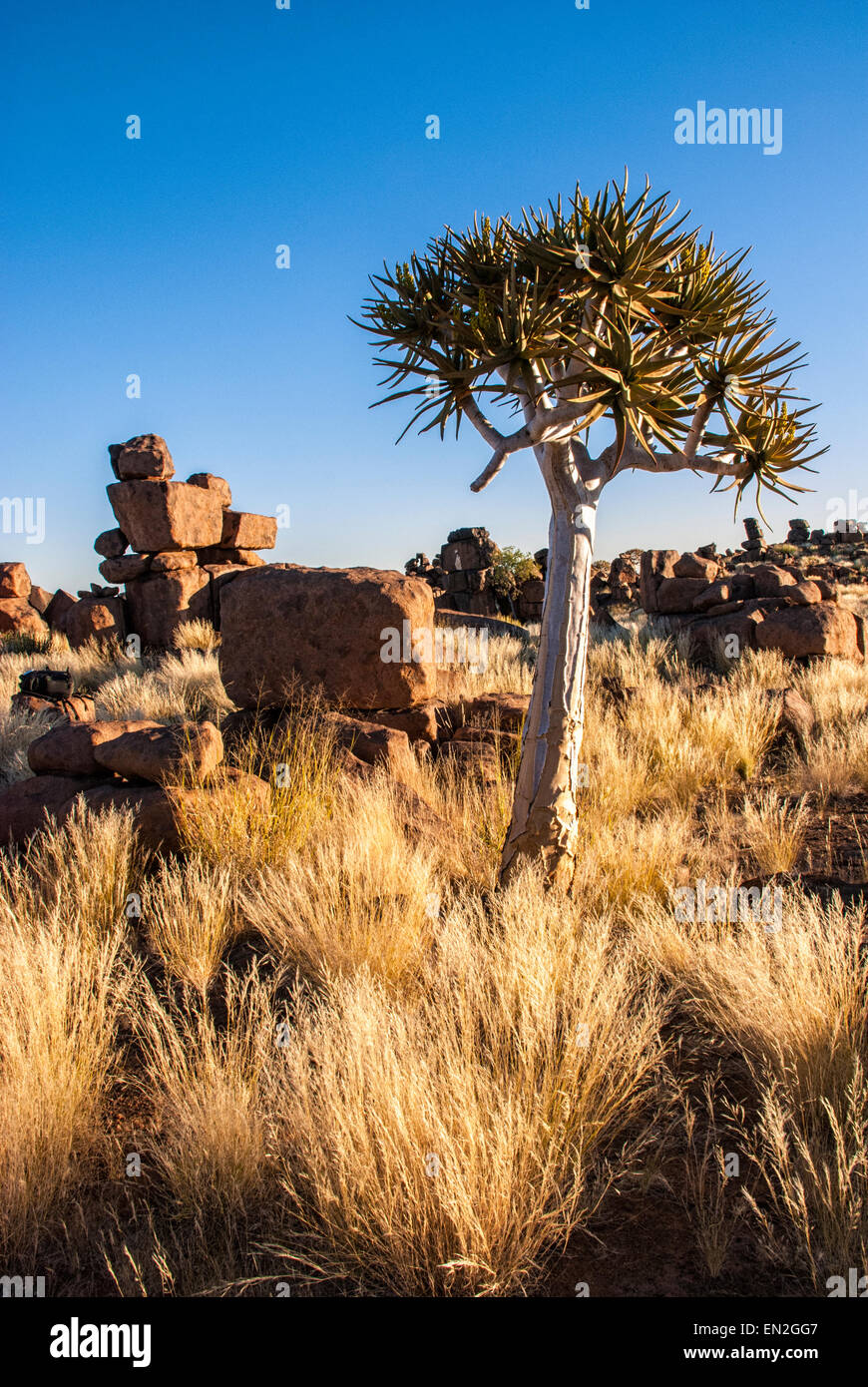 Des Riesen Spielplatz, zeigt auswarfen Felsbrocken und einem Köcherbaum, Aloe Dichotoma, Keetmannshoop, Namibia, Südwestafrika Stockfoto