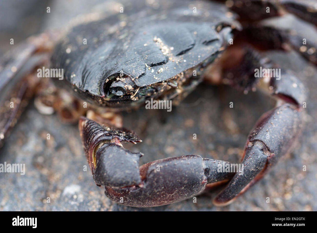 Makroaufnahme einer atlantischen Krabbe Stockfoto