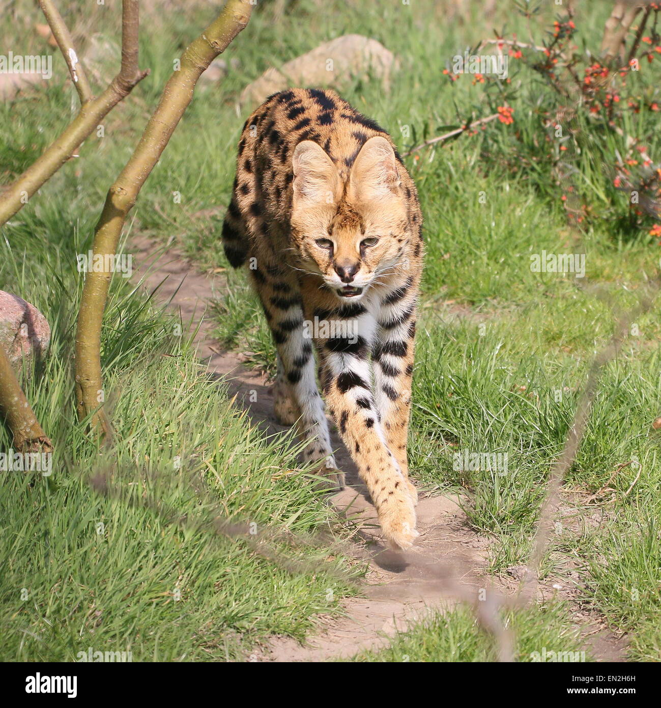 Afrikanischen Serval (Leptailurus Serval) zu Fuß in Richtung der Kamera im Freien inmitten der Natur Stockfoto