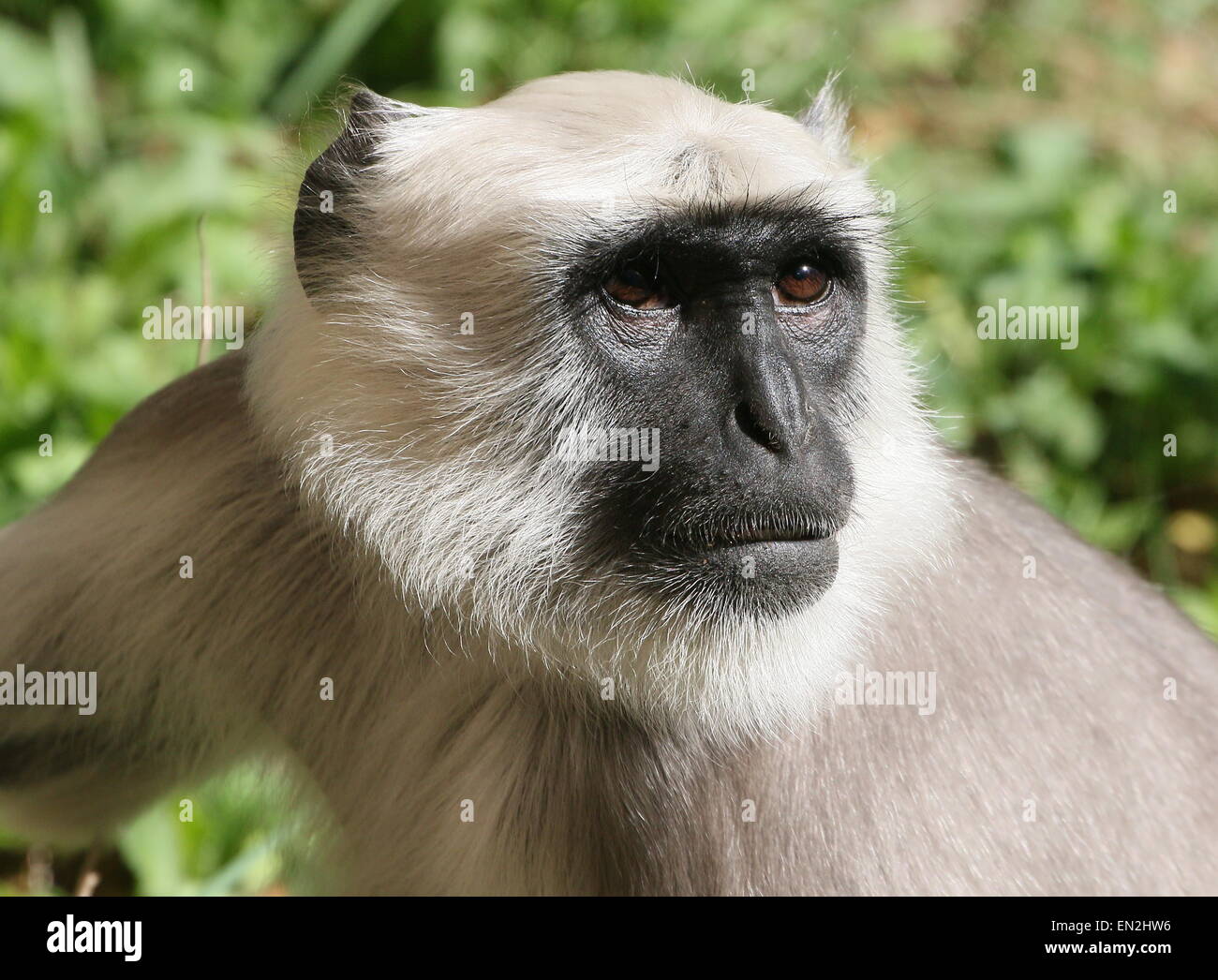 Männlichen indischen nördlichen Ebenen grau-Languren (Semnopithecus Entellus), Nahaufnahme des Kopfes Stockfoto