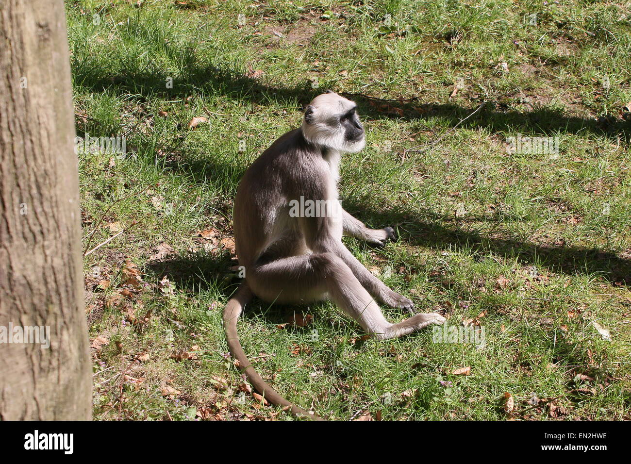 Nördlichen indischen Ebenen grau-Languren (Semnopithecus Entellus), in der Sonne ausruhen Stockfoto