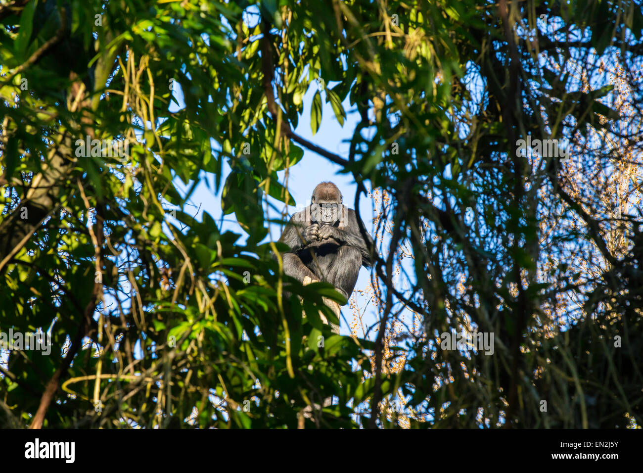 Die westlichen Flachlandgorilla in Woodland Park Zoo in Seattle, Washington, am 27. Januar 2015 Stockfoto