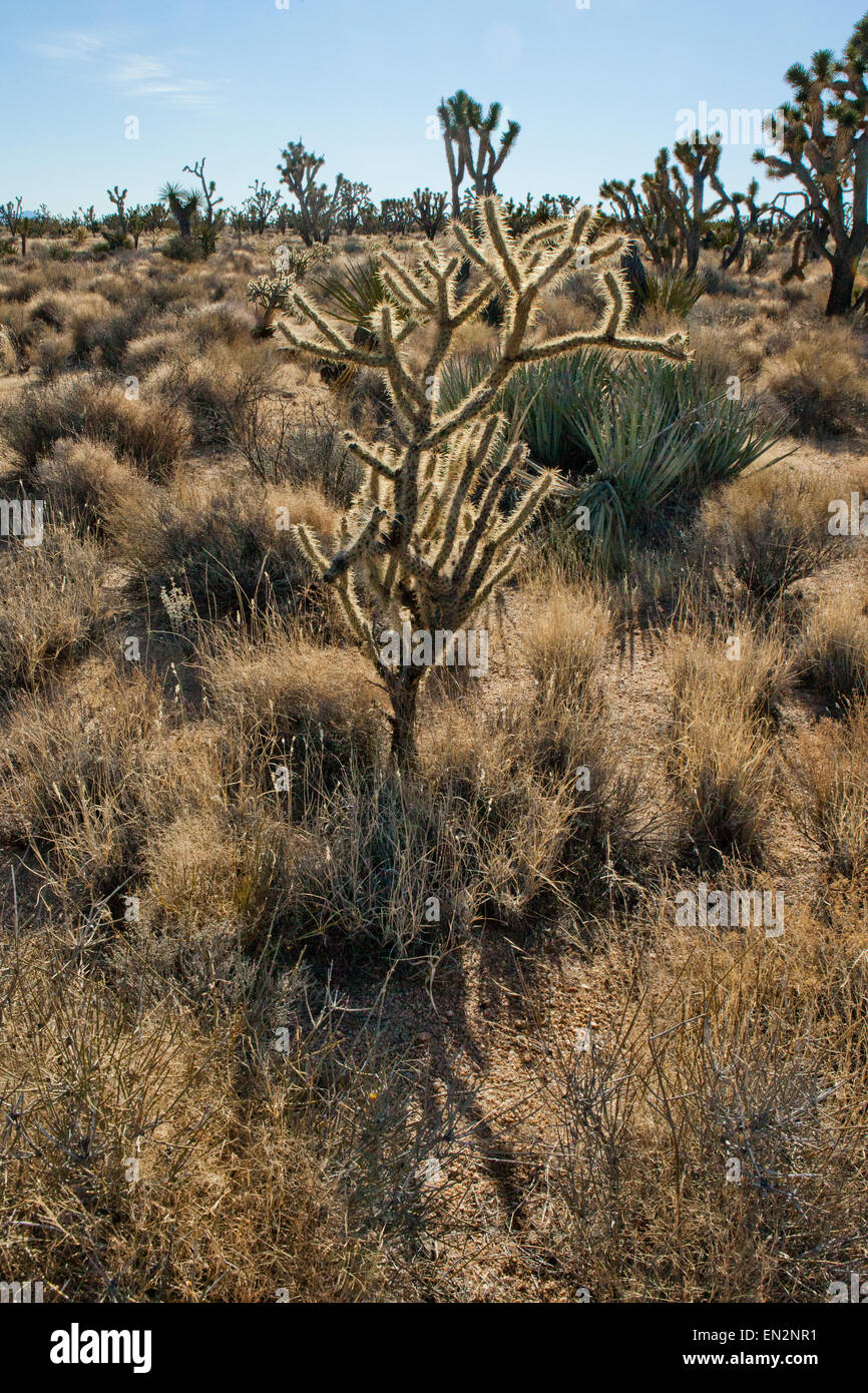 Joshua Bäume in der Mojave Wüste National Park in Kalifornien Stockfoto