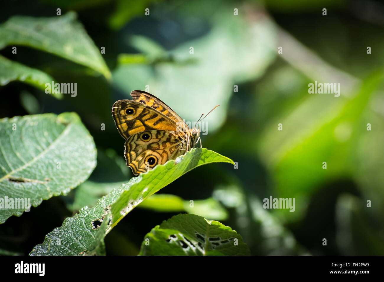 Gemeinsamen braun Schmetterling auf Blatt Stockfoto