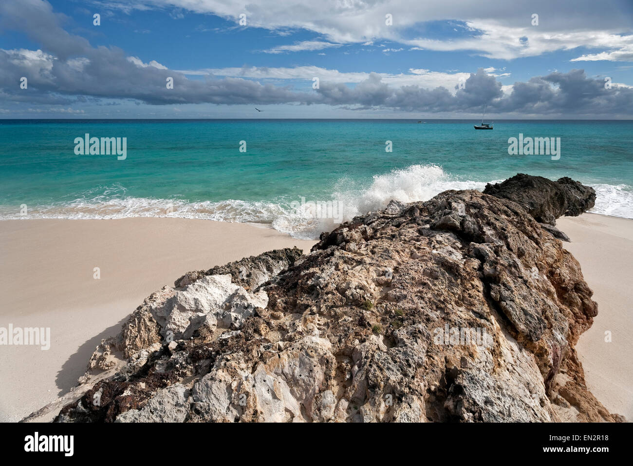 Hund Insel Anguilla Stockfoto
