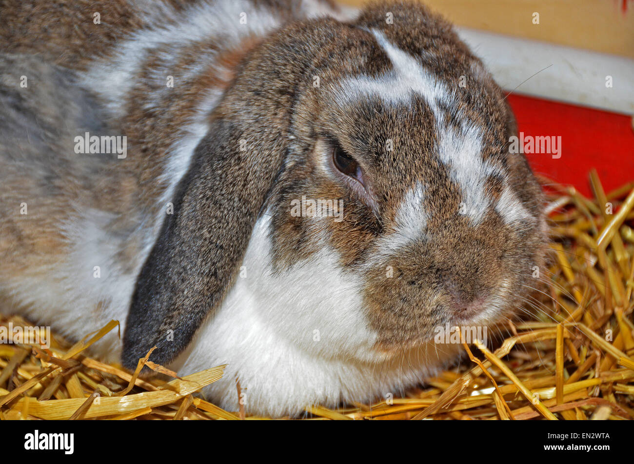 Nahaufnahme eines hängeohrigen Kaninchen im Stroh. Stockfoto