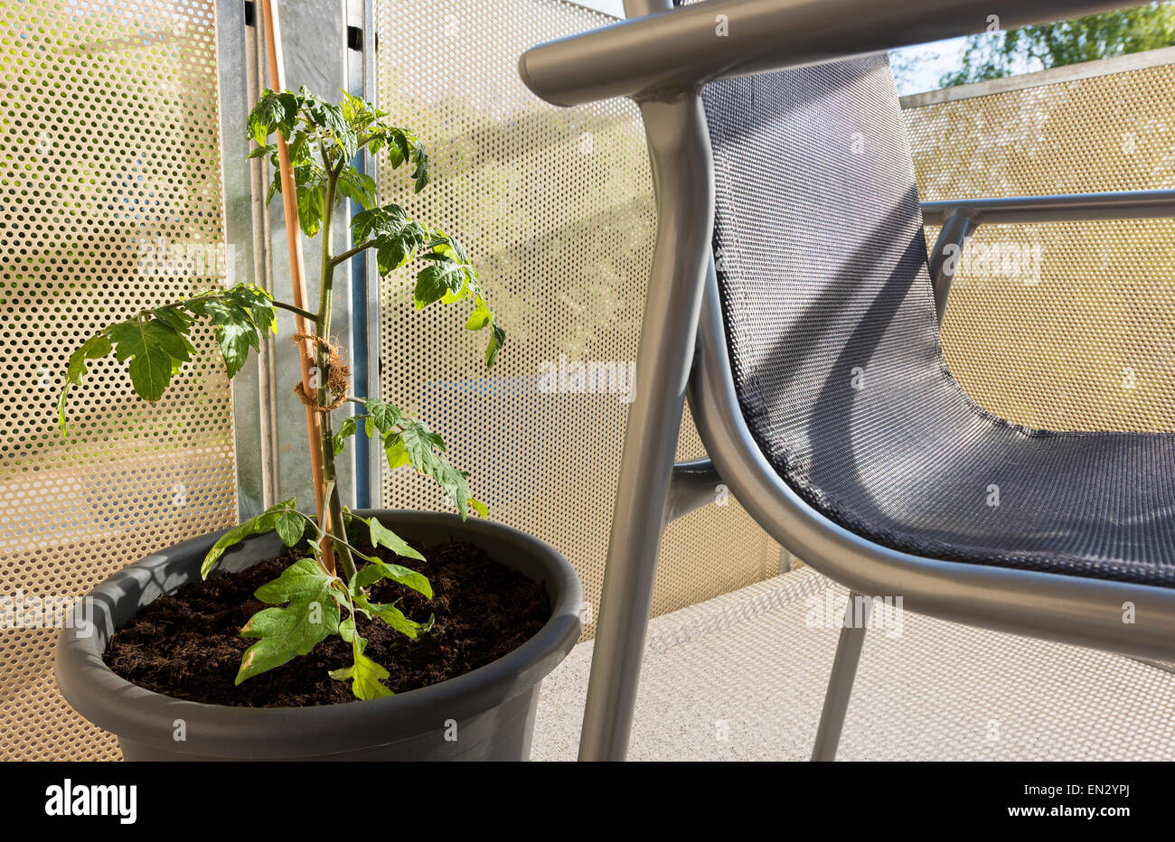 Tomatenpflanze auf dem Balkon, Balkoning, Heimat ziehen Sie Außenluft leichten Trend nach Hause Stil stilvoll Fruti Gemüseanbau auf der Stockfoto