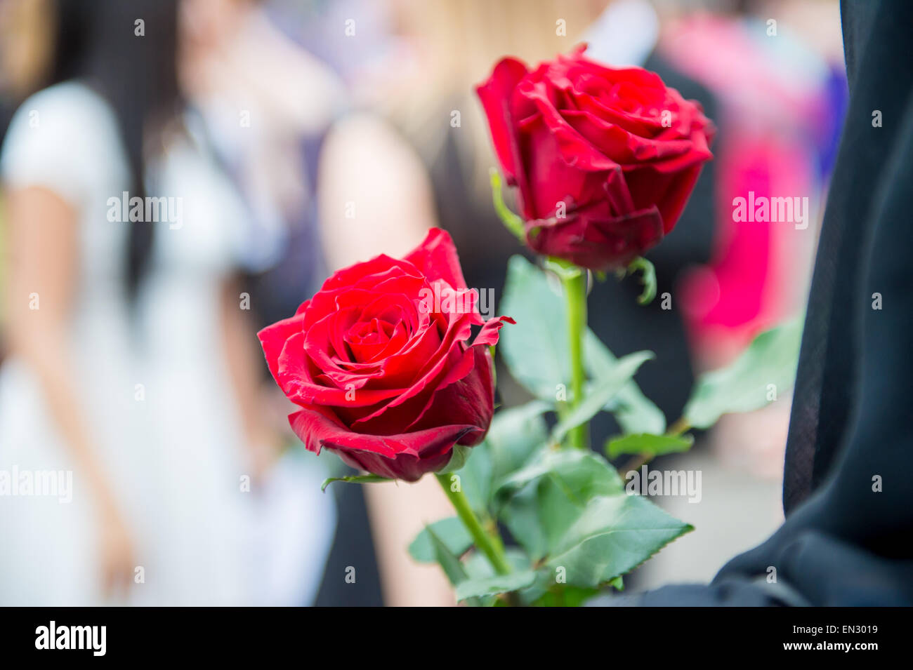 Schöne rote Rosenblüten Stockfoto