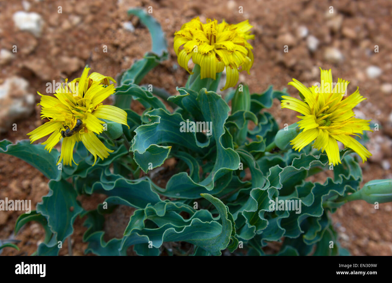 Pflanze mit gelben Blüten ähneln lockig (Scorzonera Crispa). Europe.Russia.The-Krim-Halbinsel. Stockfoto