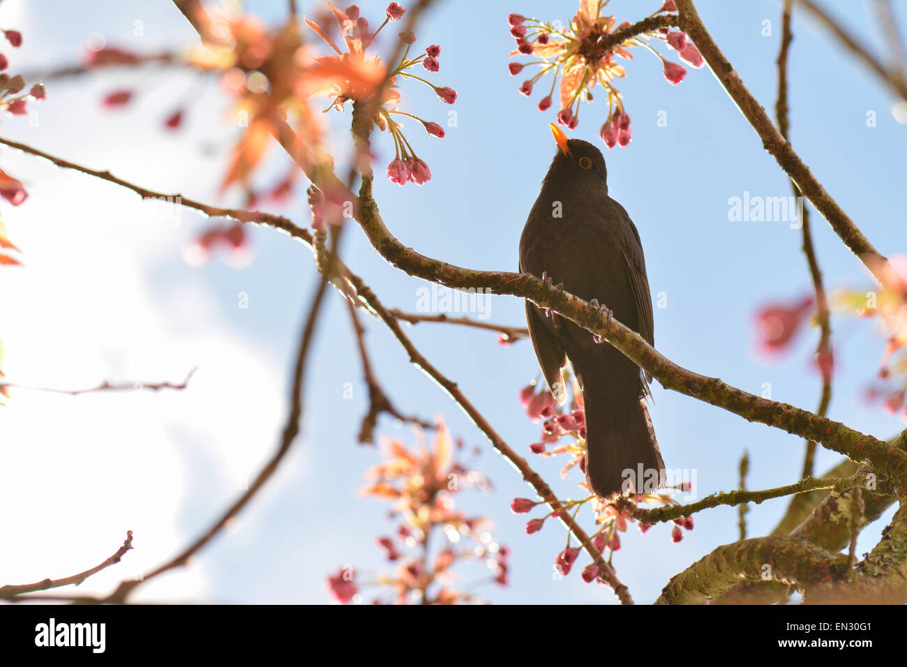 Amsel im Frühjahr - niedrigen Winkel Porträt der männliche Amsel Hintergrundbeleuchtung durch tiefstehende Sonne thront in Kirschbaum nach Regenschauer Stockfoto