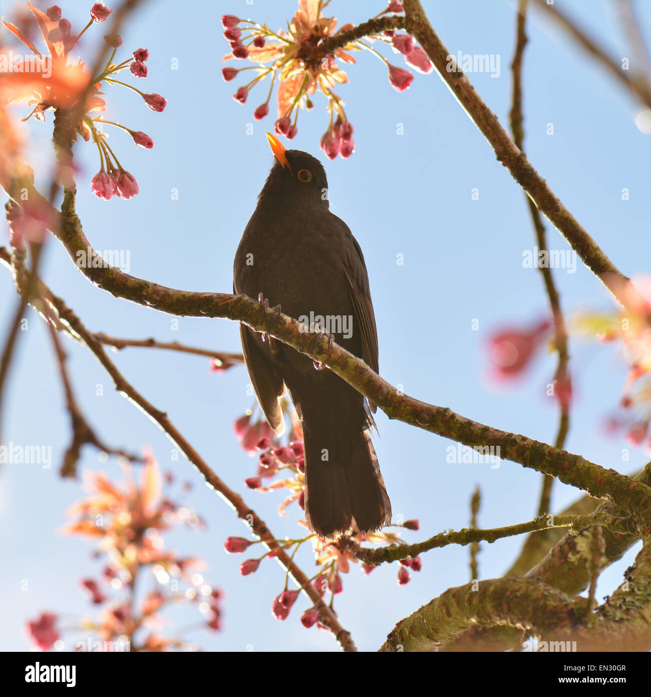 Amsel im Frühjahr - niedrigen Winkel Porträt der männliche Amsel Hintergrundbeleuchtung durch tiefstehende Sonne thront in Kirschbaum nach Regenschauer Stockfoto