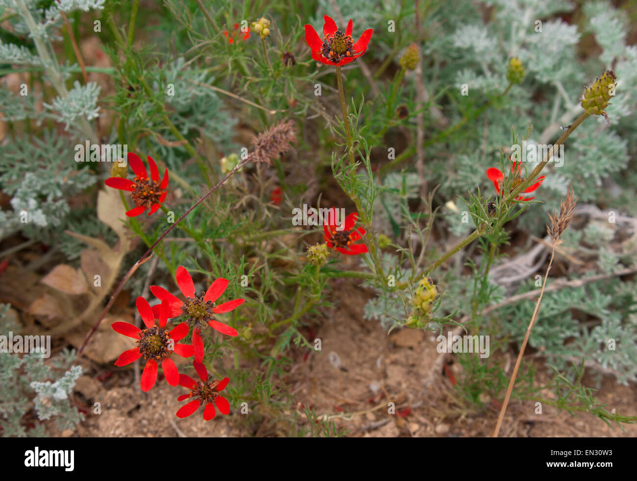 Eine Pflanze mit roten Blüten im Sommer Adonis (Adonis Aestivalis L.). Europe.Russia.The-Krim-Halbinsel. Stockfoto