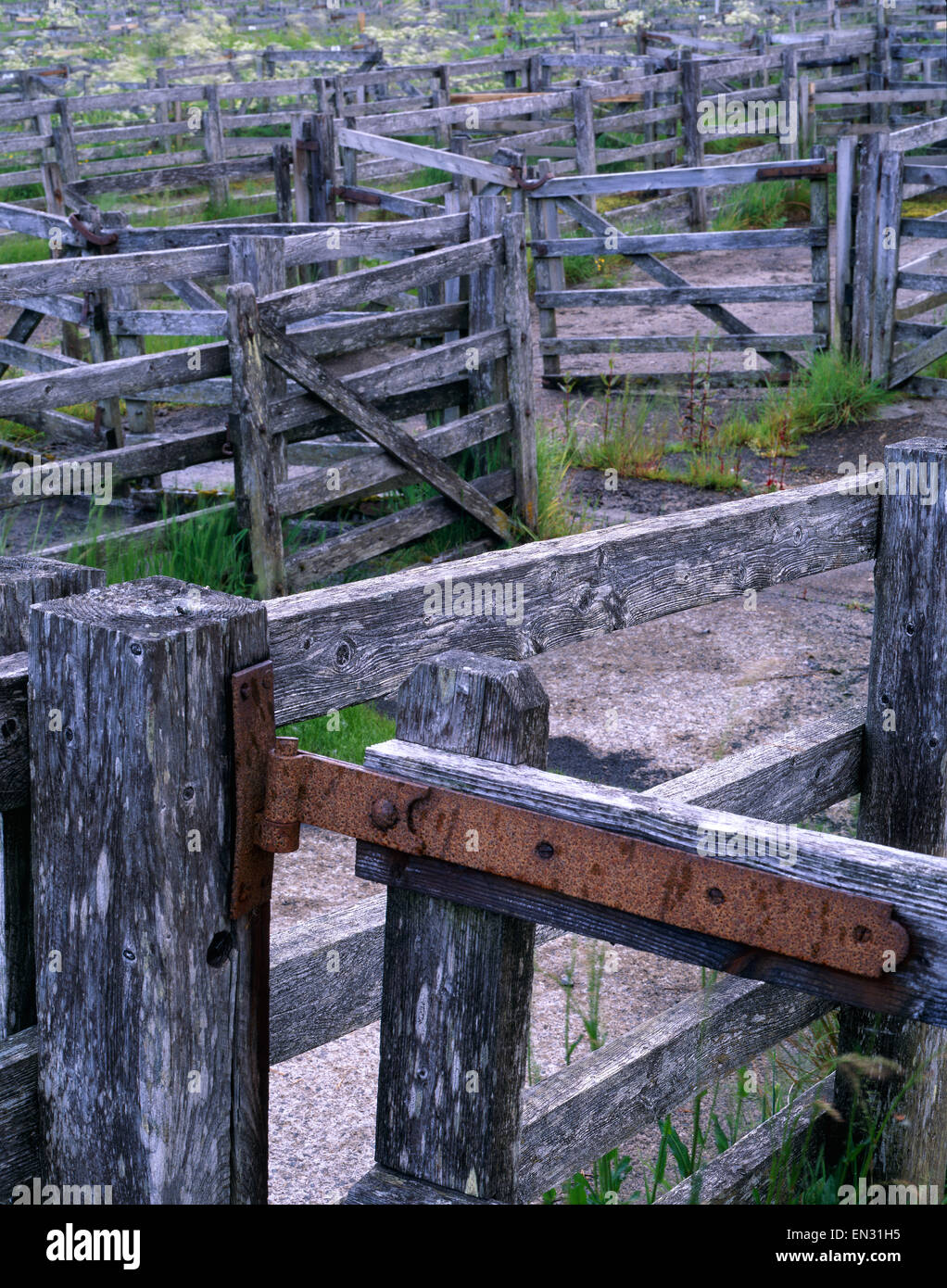 Holzzäune und Tore am Viehmarkt Lairg, Lairg, Sutherland, Schottland. UK Stockfoto