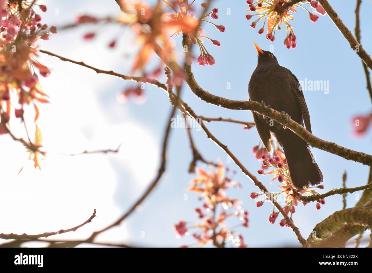 Amsel im Frühjahr - niedrigen Winkel Porträt der männliche Amsel Hintergrundbeleuchtung durch tiefstehende Sonne thront in Kirschbaum nach Regenschauer Stockfoto