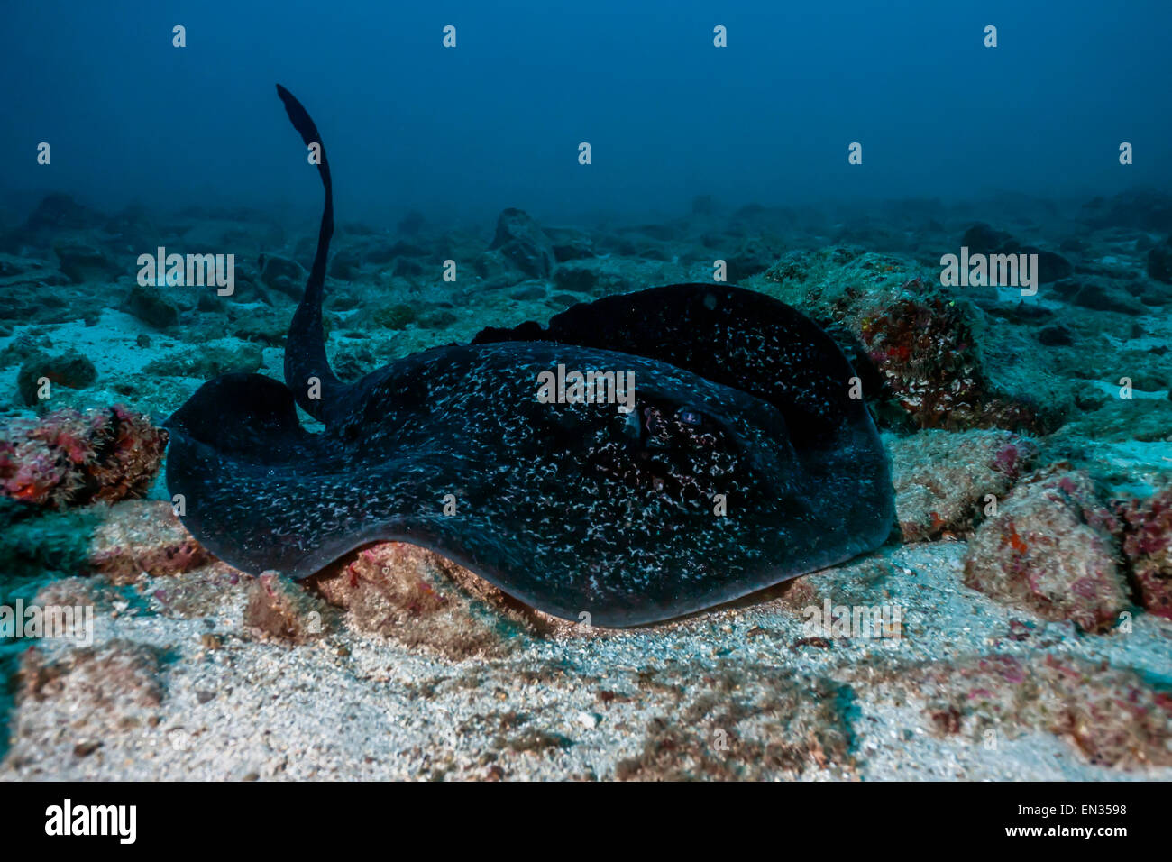 Runde Ribbontail Strahl (Taeniura Meyeni) Cocos Island, Costa Rica Stockfoto