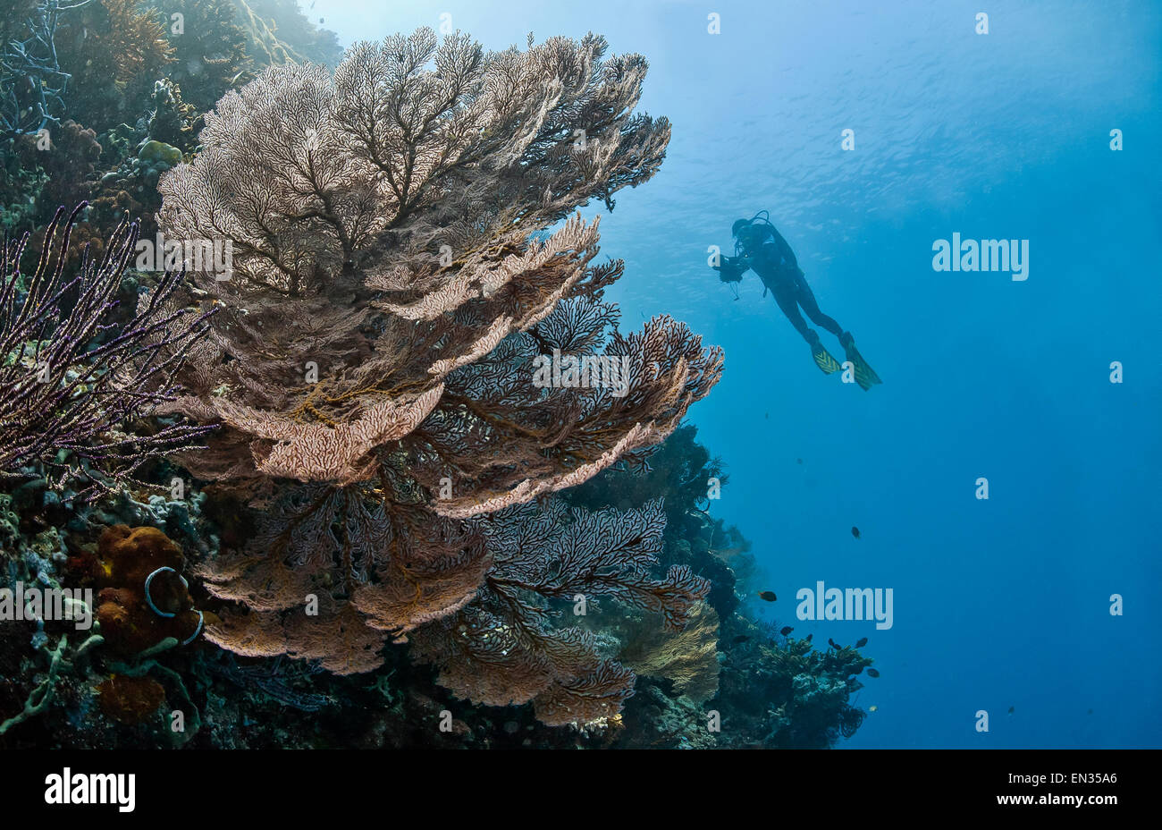 Taucher, roten Riesen Fan Coral (Melithaea SP.), Menjangan, Bali, Indonesien Stockfoto