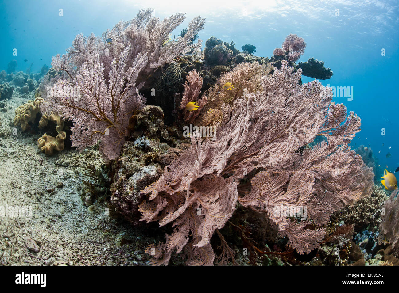 Red Giant Fan Coral (Melithaea SP.) mit Behn Riffbarsch (Neoglyphidodon Nigroris), Menjangan, Bali, Indonesien Stockfoto