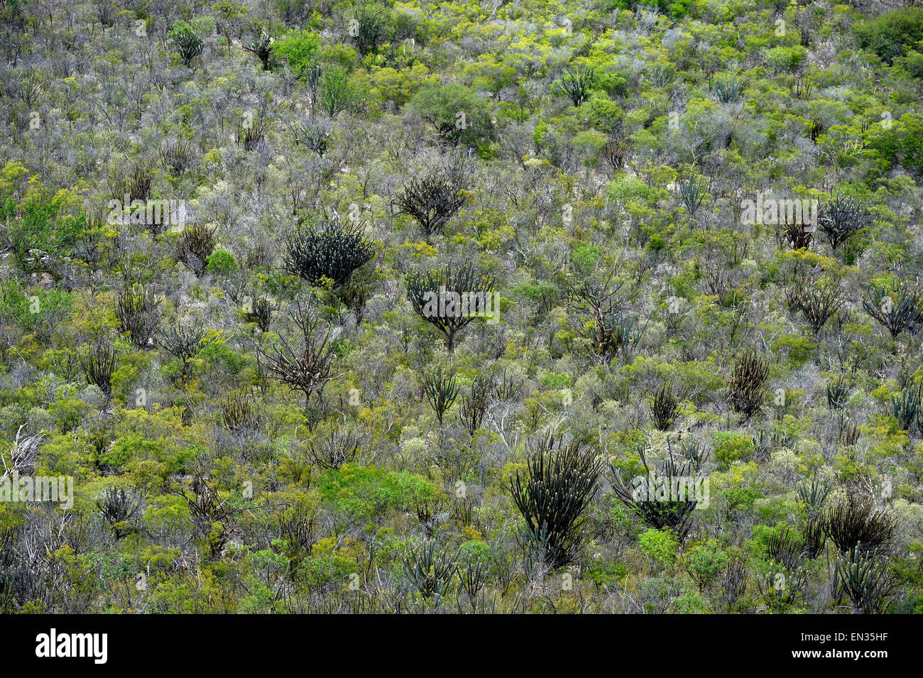 Luftaufnahme, Caatinga-Vegetation, Bahia, Brasilien Stockfoto