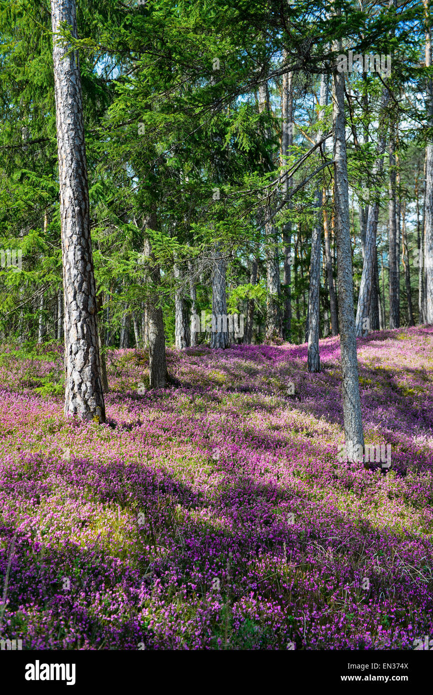 Blühenden Frühling Heide (Erica Carnea) in einem Wald, Ötztal, Tirol, Österreich Stockfoto