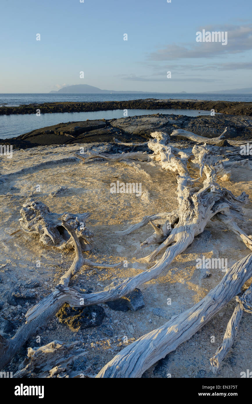 Holz, Drift, Punta Espinosa, Fernandina Insel, Galapagos-Inseln ...