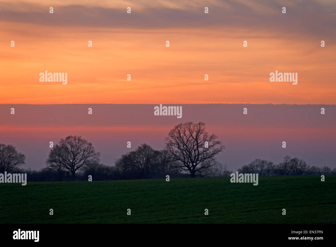 Abendhimmel mit Baum Silhouetten, Mecklenburg-Western Pomerania, Deutschland Stockfoto