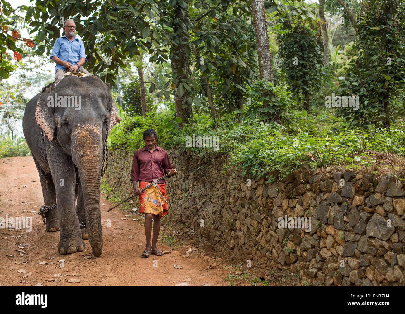 Touristen auf einem Elefanten, begleitet von einem Mahout oder Elefant Führer, Peermade, Kerala, Indien Stockfoto