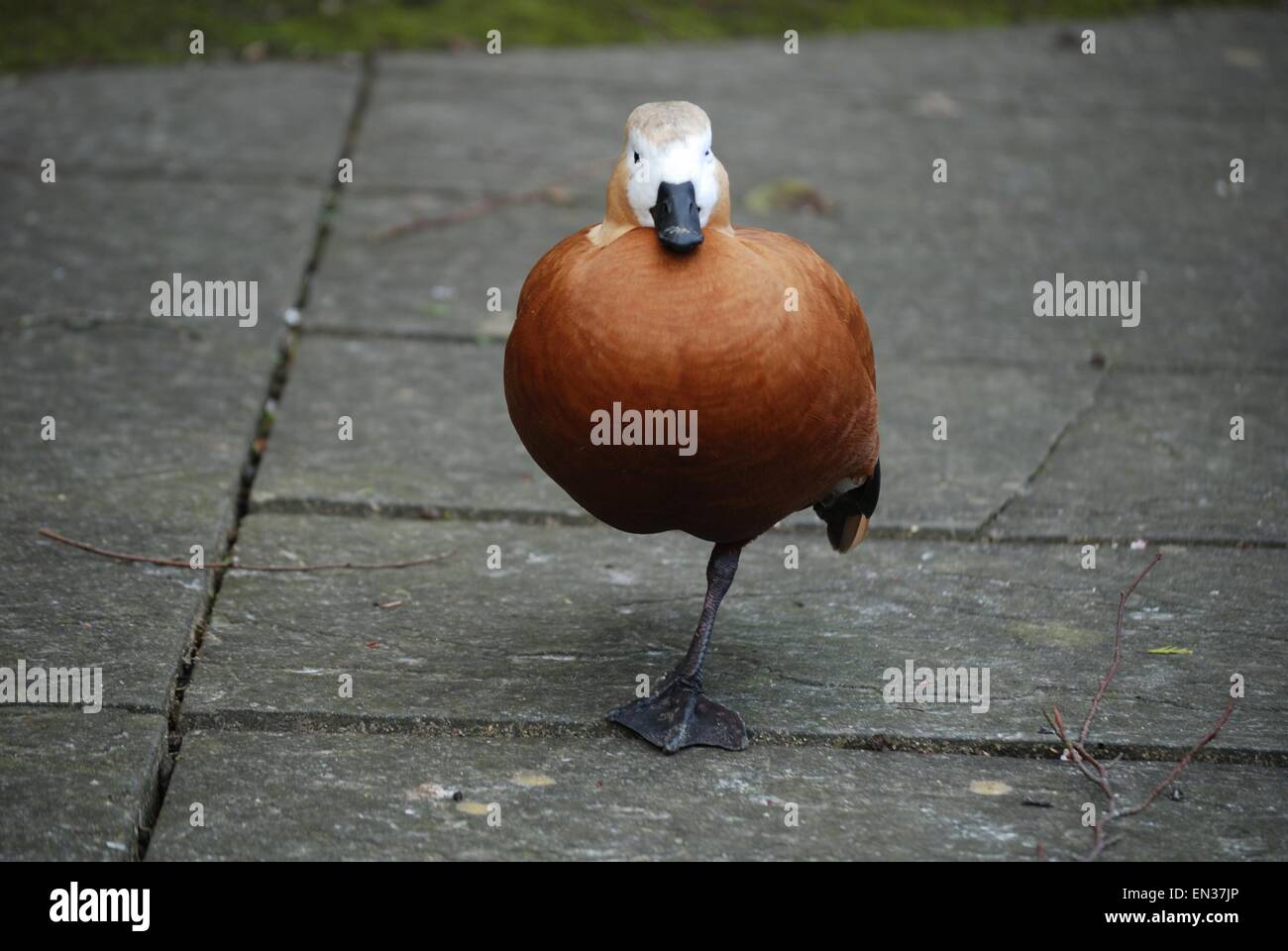 Ruddy Shelduck Ente steht auf einem Bein Stockfoto