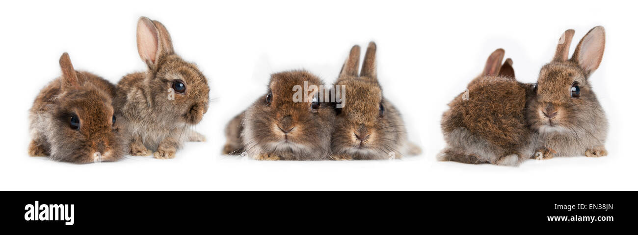 Drei Paare von jungen Zwergkaninchen (Oryctolagus Cuniculus Forma Domestica) Stockfoto