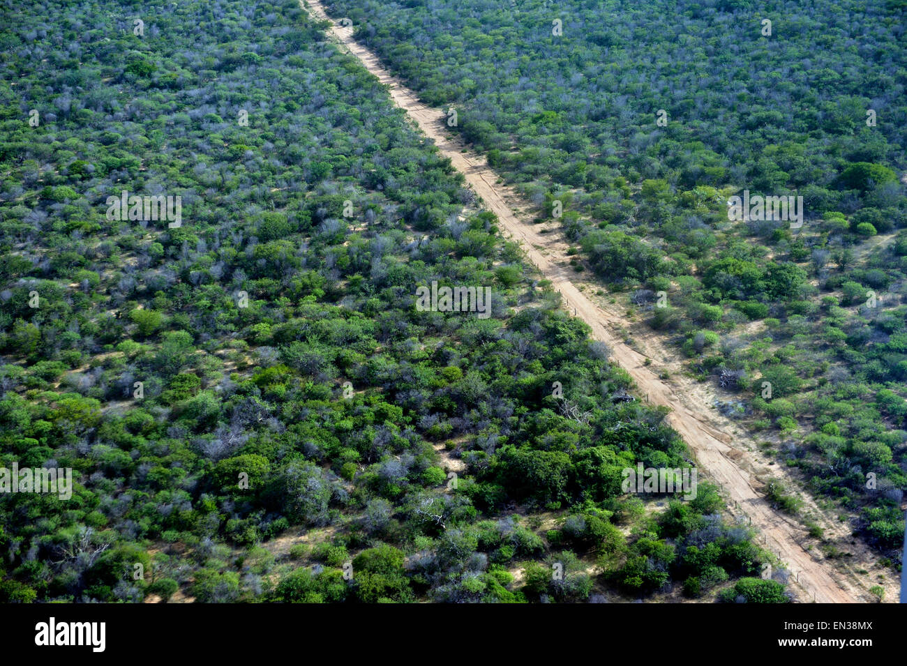 Luftaufnahme, Caatinga-Vegetation in der Regenzeit, Bahia, Brasilien Stockfoto