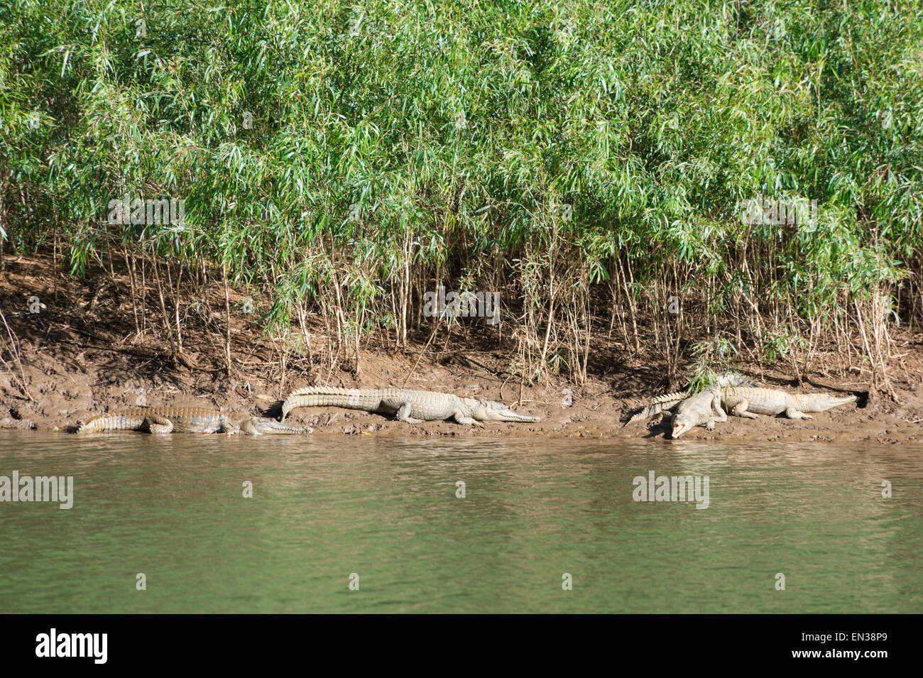 Windjana Gorge, Kimberley-Region, Süßwasser-Krokodil (Crocodylus Johnstoni), Western Australia Stockfoto