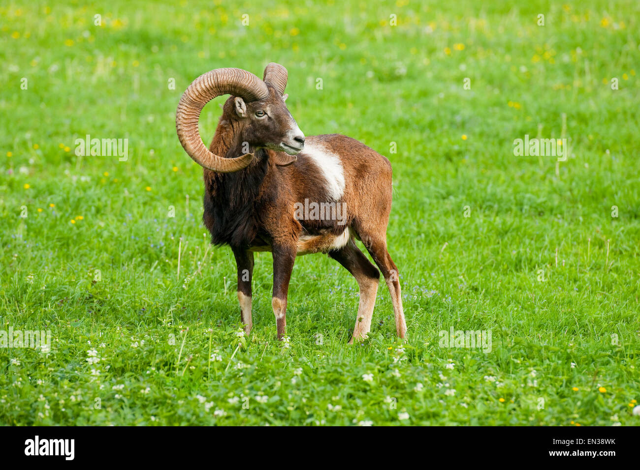 Mufflon (Ovis Ammon Musimon), Ram, in Gefangenschaft, Bayern, Deutschland Stockfoto
