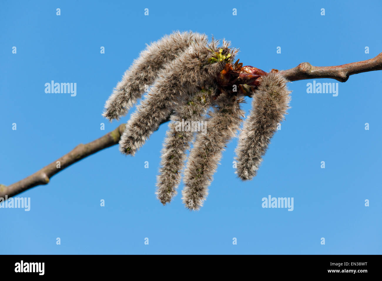 Aspen (Populus Tremula), männliche Kätzchen, Niedersachsen, Deutschland Stockfoto