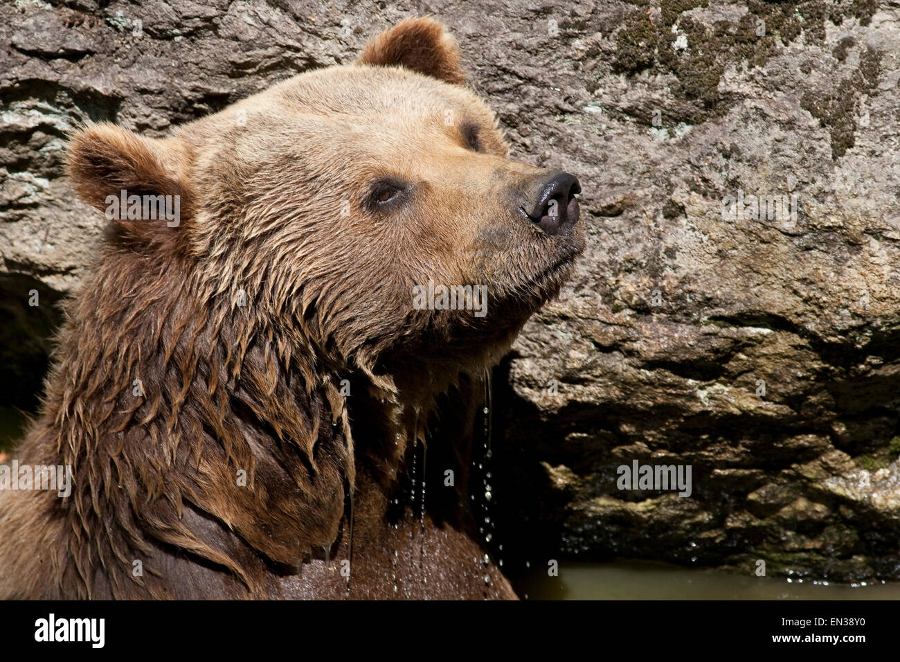 Eurasische Braunbären (Ursus Arctos Arctos), Gefangenschaft, Bayerischer Wald, Bayern, Deutschland Stockfoto