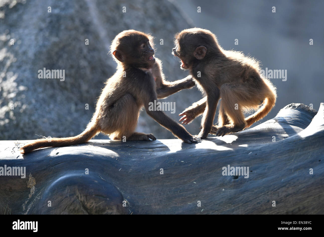 Zwei junge Affen streiten, Gelada (Theropithecus Gelada), ursprünglich aus Äthiopien, Gefangenschaft, Baden-Württemberg, Deutschland Stockfoto