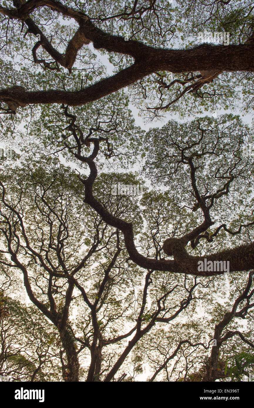 Raintree (Unternehmen Saman), Kochi, Cochin, Kerala, Indien Stockfoto