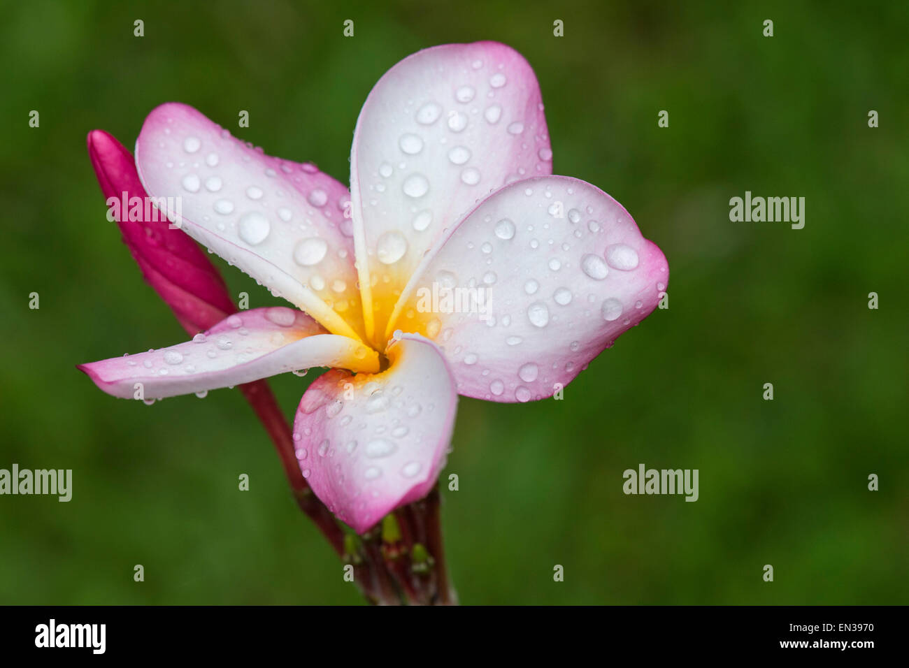 Wassertropfen auf Blumen, Frangipani (Plumeria), Kerala, Indien Stockfoto