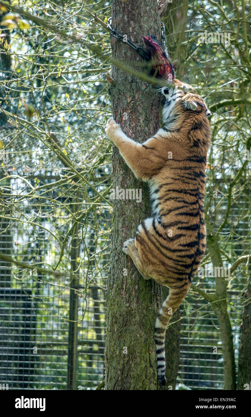 Port Lympne, Kent, UK. 25 Apr 2015, Tiger im Reservat nur RSS-feed abrufen einmal alle 2 Wochen im Durchschnitt dies ähnlich wie die natürliche Fütterung Patens Tiger in freier Wildbahn ist. Bildnachweis: Darren Attersley/Alamy Live News Stockfoto