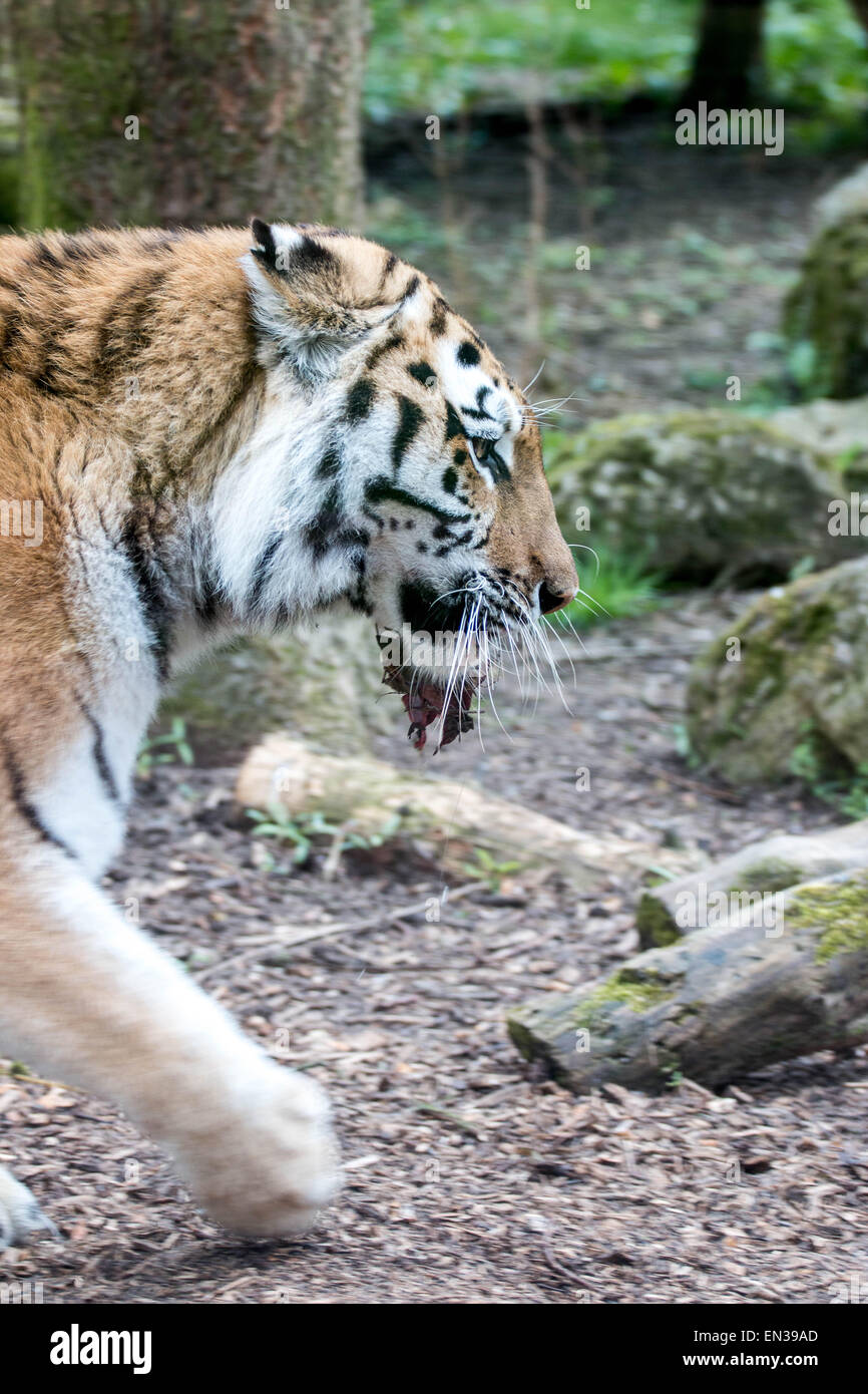 Port Lympne, Kent, UK. 25 Apr 2015, Tiger im Reservat nur RSS-feed abrufen einmal alle 2 Wochen im Durchschnitt dies ähnlich wie bei den natürlichen Ernährungsgewohnheiten der Tiger in freier Wildbahn ist. Bildnachweis: Darren Attersley/Alamy Live News Stockfoto