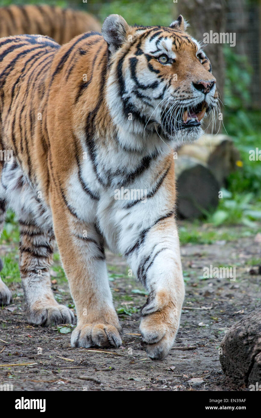 Port Lympne, Kent, UK. 25 Apr 2015, Tiger im Reservat nur RSS-feed abrufen einmal alle 2 Wochen im Durchschnitt dies ähnlich wie die natürliche Fütterung Patens Tiger in freier Wildbahn ist. Bildnachweis: Darren Attersley/Alamy Live News Stockfoto