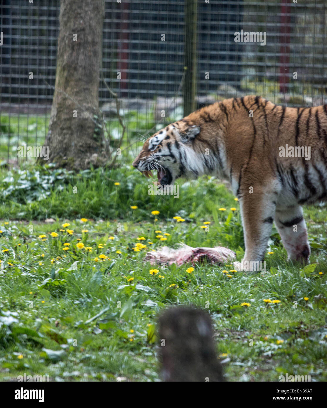 Port Lympne, Kent, UK. 25 Apr 2015, Tiger warnt andere zu bleiben weg von seiner Nahrung, Tiger im Reservat bekommen nur einmal alle 2 Wochen im Durchschnitt ist dies ähnlich wie die natürliche Fütterung Patens Tiger in freier Wildbahn füttern. Bildnachweis: Darren Attersley/Alamy Live News Stockfoto