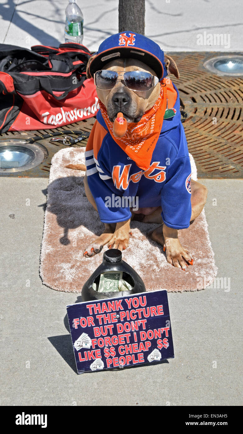 Kaffee der Hund sammeln Geld außerhalb der Citi Field in Flushing Queens, New York, Heimat der Mets Stockfoto