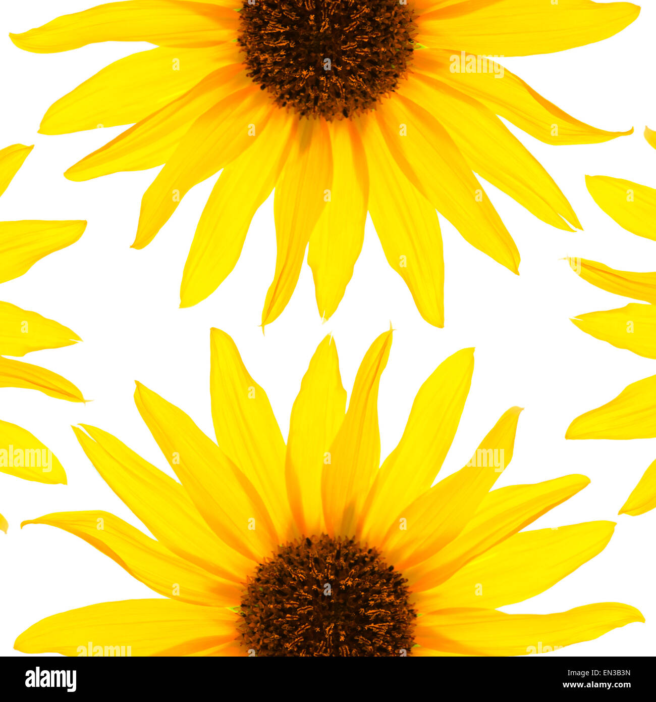 Nahaufnahme eines gelben Sonnenblumen auf weißem Hintergrund, Studioaufnahme Stockfoto